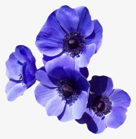 Purple Flower Png Transparent Image - Purple Flowers Transparent, Png Download, Transparent PNG