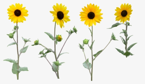 Sunflower Png Images Free Download - Sunflower Clipart Png With High Resolution, Transparent Png, Transparent PNG