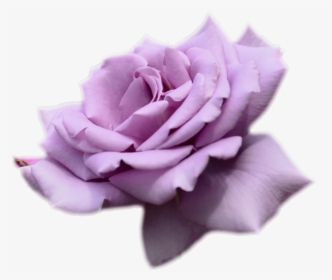 Transparent Bg Purple - Purple Roses Transparent Background, HD Png Download, Transparent PNG