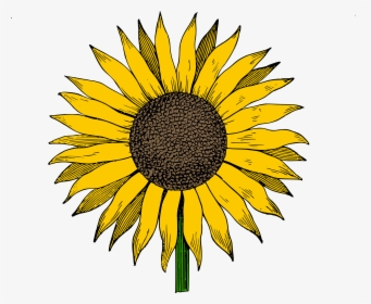 Download Easy Drawing Of A Sunflower - Full Size PNG Image - PNGkit