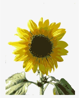 Sunflower Seed,plant,flower - Girasol .png, Transparent Png, Transparent PNG