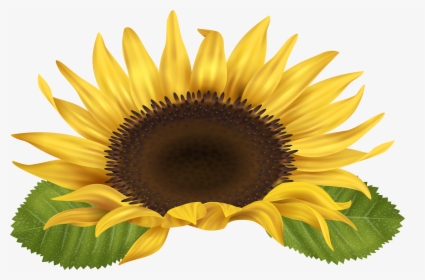 Sunflower Clip Art Image Gallery High-quality Transparent - Free Clip Art Sunflower, HD Png Download, Transparent PNG