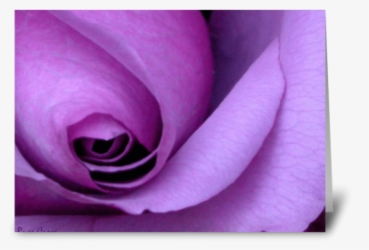 Purple Rose I M So Sorry - Purple Happy Mothers Day, HD Png Download, Transparent PNG