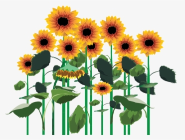 3209172098, Field Of Sunflowers - Transparent Sunflower Field Png, Png Download, Transparent PNG