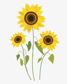 Common Sunflower Drawing Computer File - Sunflower Drawing, HD Png Download, Transparent PNG