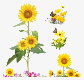 Common Sunflower Cartoon Illustration - Cartoon Cute Clipart Sunflower, HD Png Download, Transparent PNG