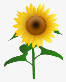 Sunflower Free To Use Png - Sunflower Clipart, Transparent Png, Transparent PNG