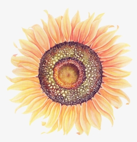 Sunflowers Png Watercolor - Watercolor Painting, Transparent Png, Transparent PNG