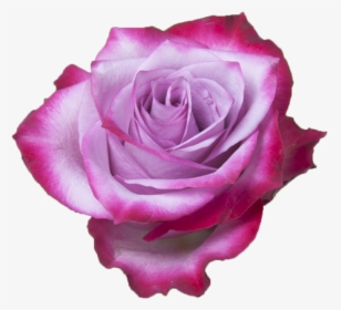 Rose Lavender Deep Purple, HD Png Download, Transparent PNG