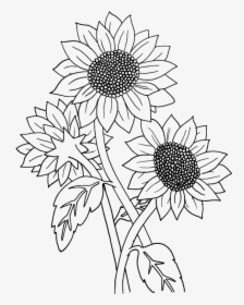 Sunflower Black And White, HD Png Download, Transparent PNG