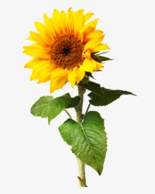 Sunflowers Png Individual Graphic Royalty Free Library - Sometimes Things Take Time Quotes, Transparent Png, Transparent PNG