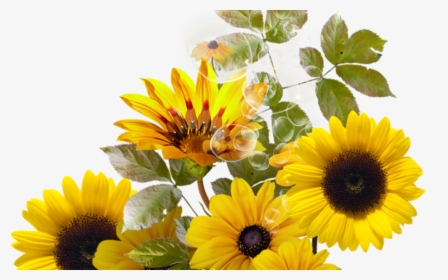 Transparent Sunflower Bouquet Clipart - Clipart Transparent Background Sunflower, HD Png Download, Transparent PNG