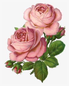 #roses #rosas #draw #drawing #dibujo #tumblr #aesthetic - Aesthetic Gold Rose Drawing, HD Png Download, Transparent PNG