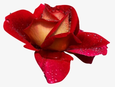 Rosas - Rosas De Amor Png, Transparent Png, Transparent PNG