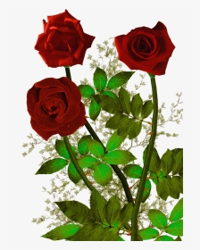 Rosas Rojas Png - Rose Flower God, Transparent Png, Transparent PNG