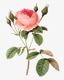 #rosas #roses #drawing #draw #dibujo #png #tumblr #aesthetic - Rosa Muscosa, Transparent Png, Transparent PNG