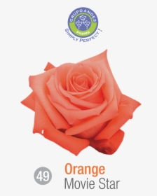 Rosa Variedad Movie Star, HD Png Download, Transparent PNG
