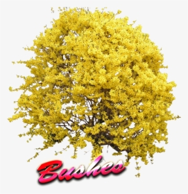 Yellow Tree Top View Png - Forsythia Transparent Png, Png Download, Transparent PNG