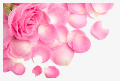 Transparent Pink Petals Png, Png Download, Transparent PNG