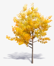 Generic Autumn Tree - Bim Object Tree For Revit, HD Png Download, Transparent PNG
