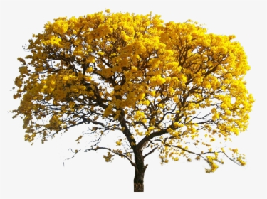 Yellow Leaves Tree Png, Transparent Png, Transparent PNG