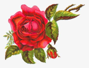 Red Rose Art Png, Transparent Png, Transparent PNG