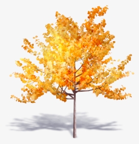 Transparent Deciduous Tree Png - Autumn Trees Png Transparent, Png Download, Transparent PNG