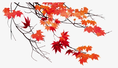 Autumn Leaf Color Maple Leaf - Fall Leaves Transparent Background, HD Png Download, Transparent PNG