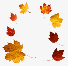 Autumn Png Leaf - Autumn Leaves Png, Transparent Png, Transparent PNG