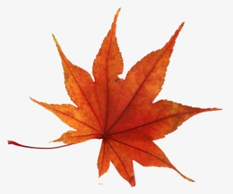 Autumn Leaf Png Image - Autumn Leaf Png Transparent Background, Png Download, Transparent PNG