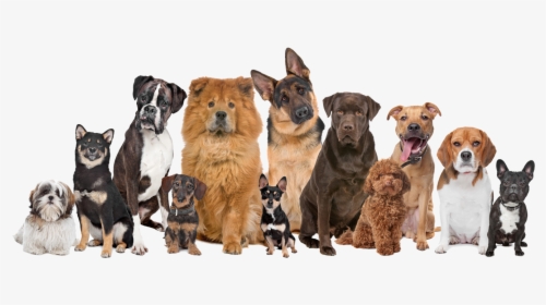 Smarttrack Mascotas - Many Dogs And Cats, HD Png Download, Transparent PNG