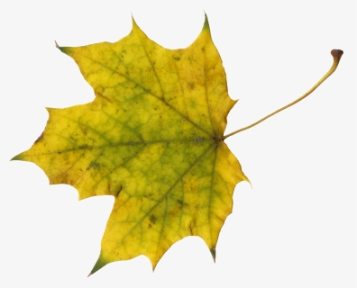 Maple Leaf - Sugar Maple Leave Clip Art, HD Png Download, Transparent PNG