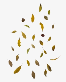 Falling Autumn Leaves Free Png Image - Falling Leaves Png Transparent, Png Download, Transparent PNG