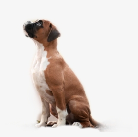 #sticker #animales #mascotas #perros - Dog, HD Png Download, Transparent PNG