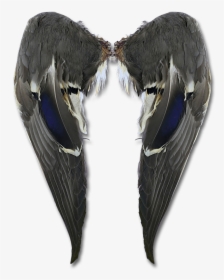 Matched Mallard Wings - Butterfly, HD Png Download, Transparent PNG