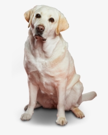 Kila Te Recomienda El Seguro Para Mascotas - Dog Yawns, HD Png Download, Transparent PNG