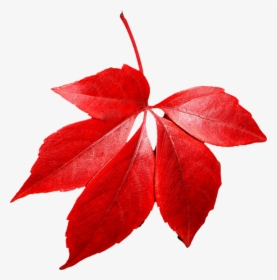 Red Autumn Png Leaf - Red Autumn Leaves Transparent Background, Png Download, Transparent PNG