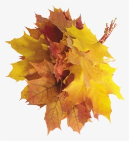 Autumn Leaves Falling Png - Autumn Leaves Png Aesthetic, Transparent Png, Transparent PNG