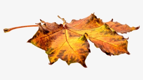 Autumn Leaves On The Ground Png, Transparent Png, Transparent PNG