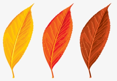 Free Clipart Autumn Leaves - Autumn Leaves Clip Art Png, Transparent Png, Transparent PNG