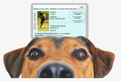 Imagen Banner Principal - Dog Coming Soon Sign, HD Png Download, Transparent PNG