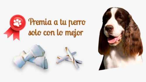 Premia A Tu Perro Con Solo Lo Mejor - Field Spaniel, HD Png Download, Transparent PNG