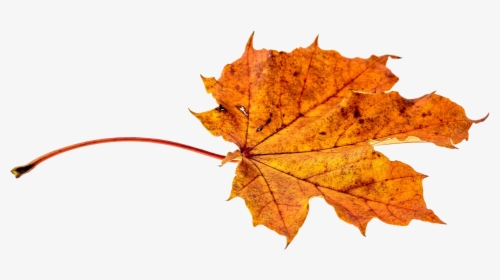 Autumn, Leaves, Leaf, Png, Transparent, Fall Color - Leaf Autumn Fall Png, Png Download, Transparent PNG