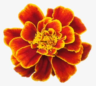 Clip Art Cempasuchil Flowers - Marigold Flower, HD Png Download, Transparent PNG