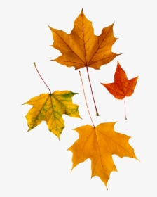 Autumn Png Leaf - Yağlı Boya Çınar Yaprağı Tablo, Transparent Png, Transparent PNG