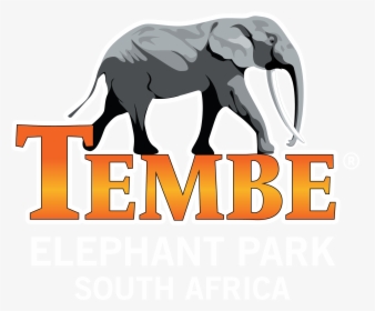 Tembe Elephant Park Lodge - Indian Elephant, HD Png Download, Transparent PNG