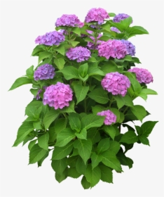 Garden-phlox - Flower Plant Png, Transparent Png, Transparent PNG
