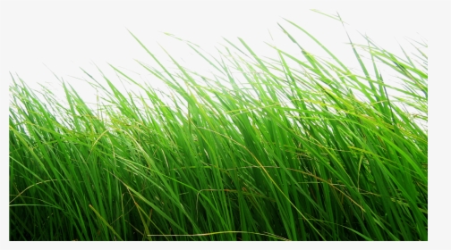 Cb Editing Flower Grass Png - Cb Background Hd Grass, Transparent Png, Transparent PNG