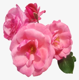 Pink Roses Transparent Image - Roses Transparent, HD Png Download, Transparent PNG