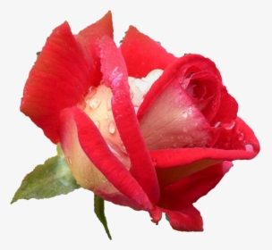 Isolated Roses, HD Png Download, Transparent PNG